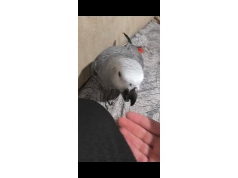 4 aylık evcil jako papağanı