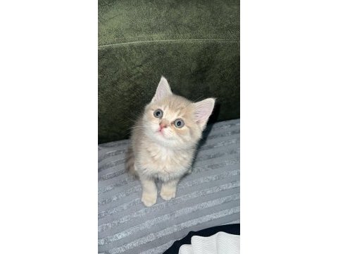 3 aylık erkek oynak ve tatlı bir kedidir
