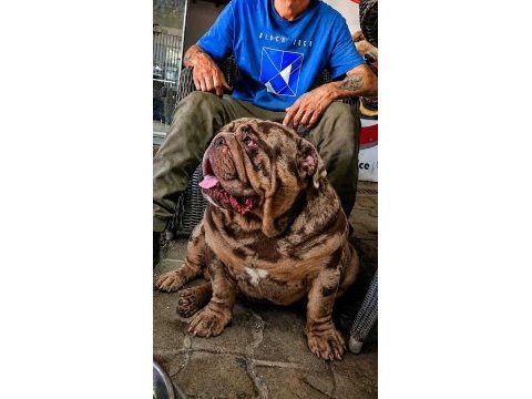 Üst düzey ingiliz bulldog yavrular
