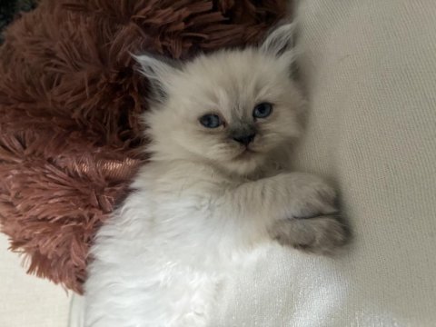 Mavi gözlü kedimiz oyuncu ve kucak düşkünü