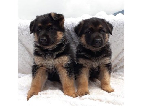 Alman çoban köpeği yavruları
