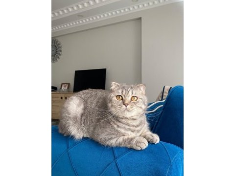 Scottish fold 10 aylık dişi kedimiz