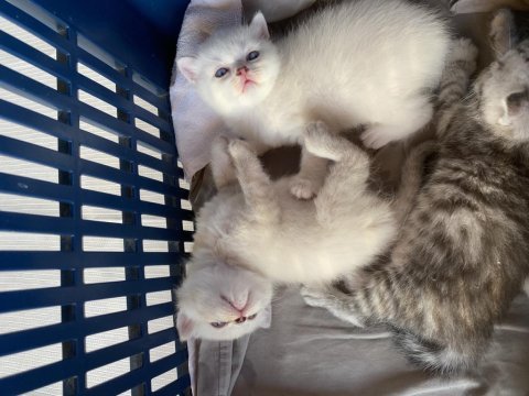 Sağlıklı anne ve baba safkan british shorthair rezerve açık