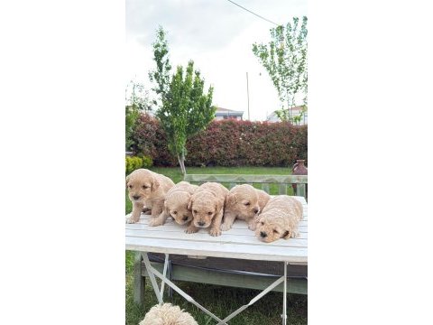 Annesi maltipoo babası poodle dünya tatlısı yavrumuz