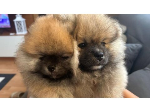 Sağlıklı pomeranian boo