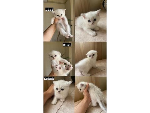 45 günlük scottish fold yavrular iletişime geçebilirsiniz