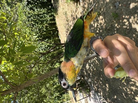 Evcil kayık (caique) papağanı ve kafesi