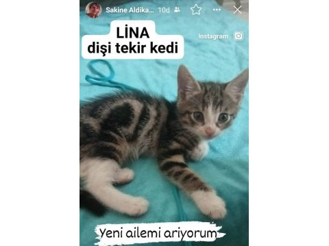 45 günlük tekir dişi yavru kedi