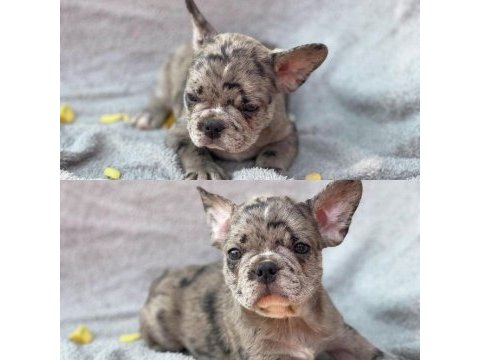 French bulldog yavruları