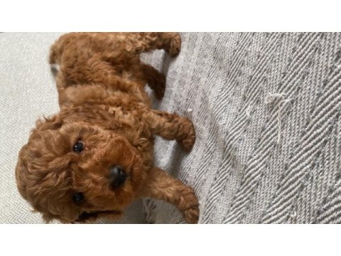 Toy poodle köpeğimiz