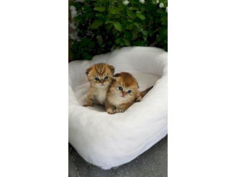 Yaz güzelleri scottish fold