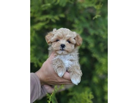 Kore maltipoo