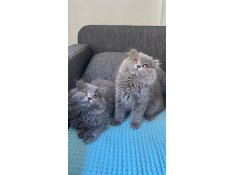 British longhair yavrularım