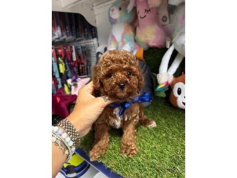 Gerçek orjinal toy poodle yavrularımız