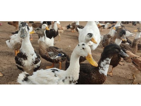 Pekin, muscovy, amerikan, melez, yaban ördek