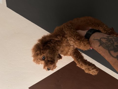 Toy poodle dişi yavru