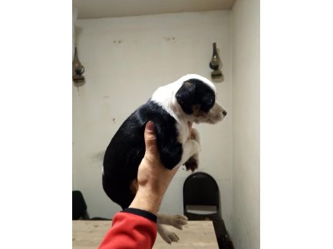 Dişi ve erkek yavru pinscher