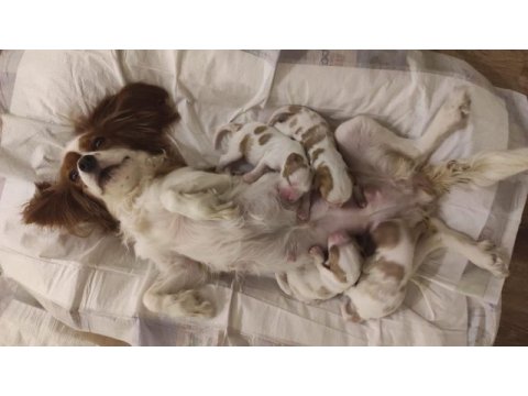 Anne baba cavalier king charles safkan yavrularımız
