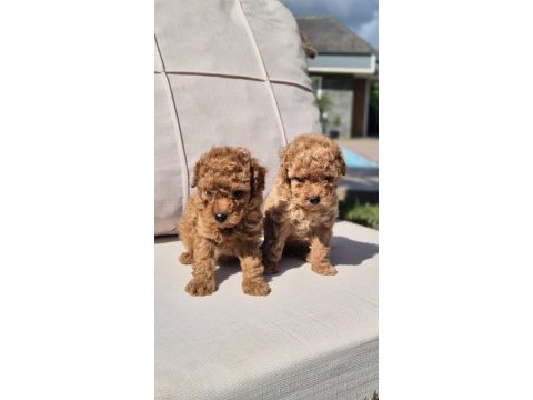 Eşsiz bir poodle deneyim için bizi aramadan karar vermeyn