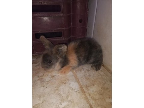 Teddy hollanda lop tavşanı yavruları