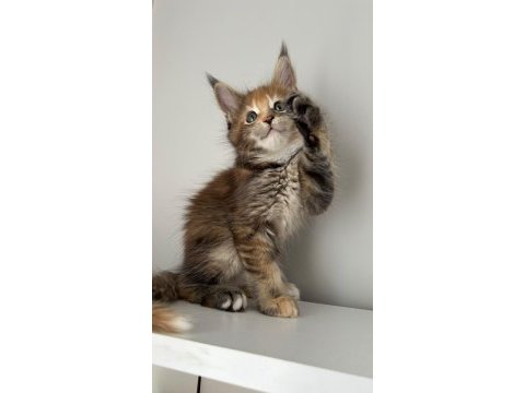 Sağlık ve ırk garantili maine coon minik devler