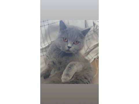 Kedimiz maya sahiplendiriyoruz