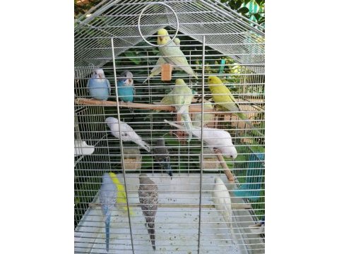 Antalya muhabbet kuşu (ev üretimi yavru ve yetişkin)