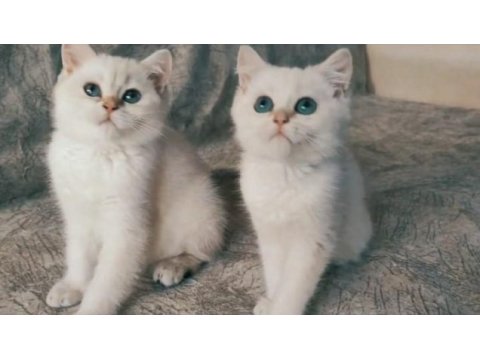 British shorthair yavrular