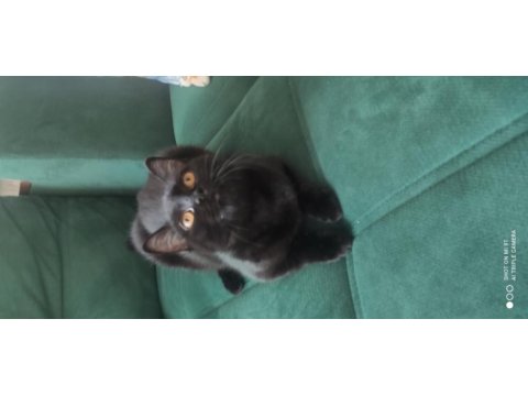 Ücretsiz baba scottısh fold , anne siyam dişi kedi