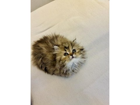 British longhair 2 aylık