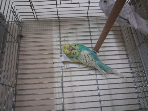 Dişi show jumbo muhabbet kuşları