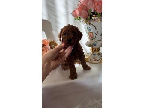 Yavru poodle anti alerjik
