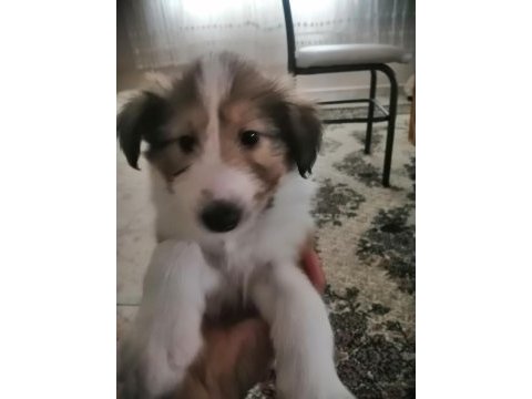 Collie / maltese