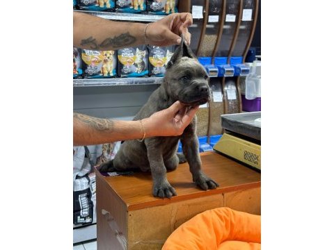 Kaliteli cane corso yavrusu 50 günlük