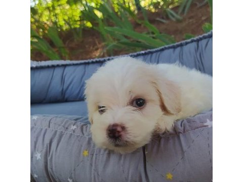 Teslime hazır maltese terier yavrularimiz