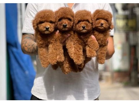 Birbirinden güzel toy poodle bebeklerimiz