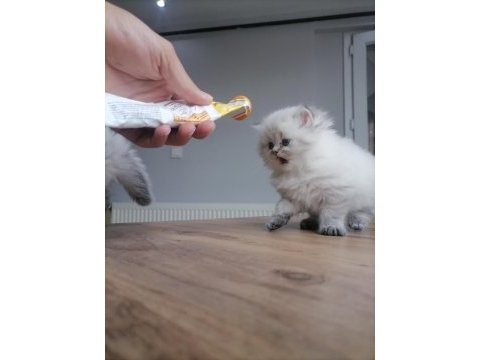 Scottish fold miniklerim yeni yuvalarına gitmeye hazırlar