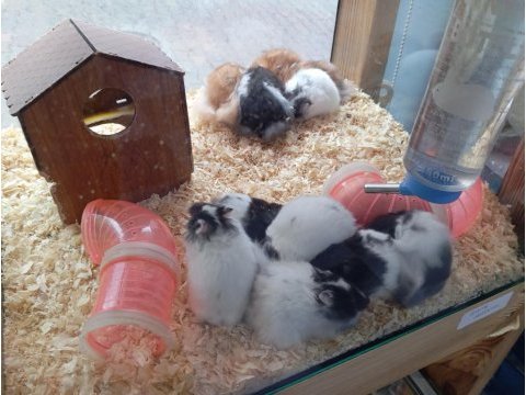 Yavru hamsterlar