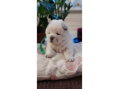 Chow chow bebekler