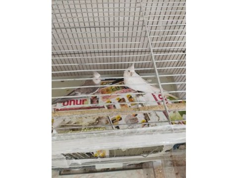 Albino wf takım sultan papağanı