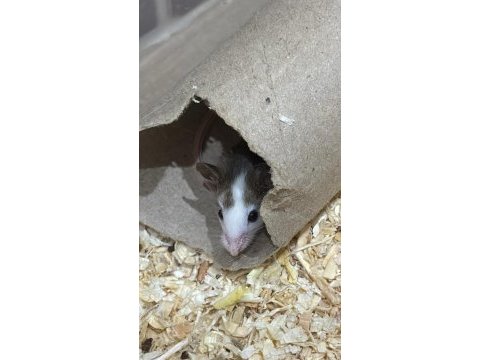 7 panda mice koloni şeklinde (renkler trde cok yok) pet