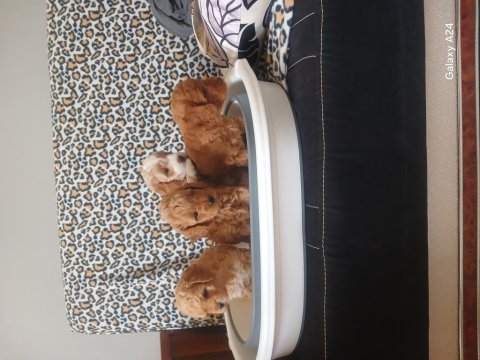 Maltipoo yavruları