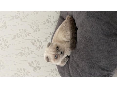 Russian blue 4 aylıktır