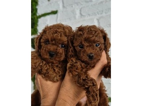 Tarçınlı kurabiye poodle