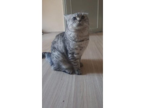 British shorthair kedisi