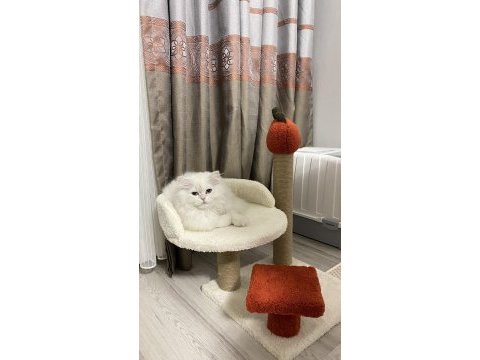 3 yaşında kedimizi sahiplendirme