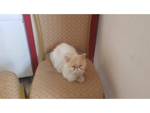 İran kedisi erkek oyuncu evde büyüdü 2 yaşında