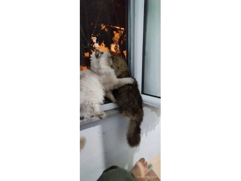 Ücretsiz erkek kedimiz