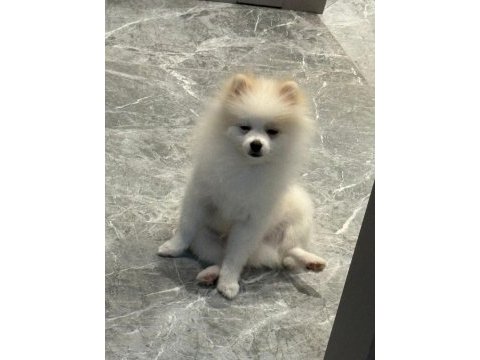 A kalite pomeranian boo