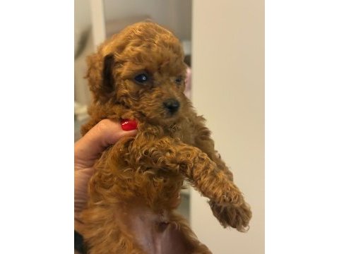 Ev ortamında büyüyen poodle bebekler